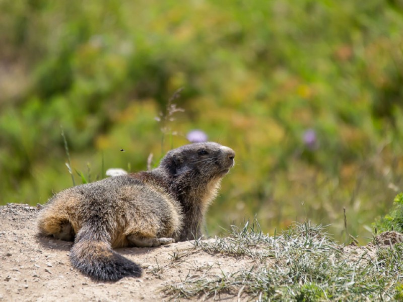 Une balade aux alentours de Saint-Véran ? La marmotte sera se faire admirer...